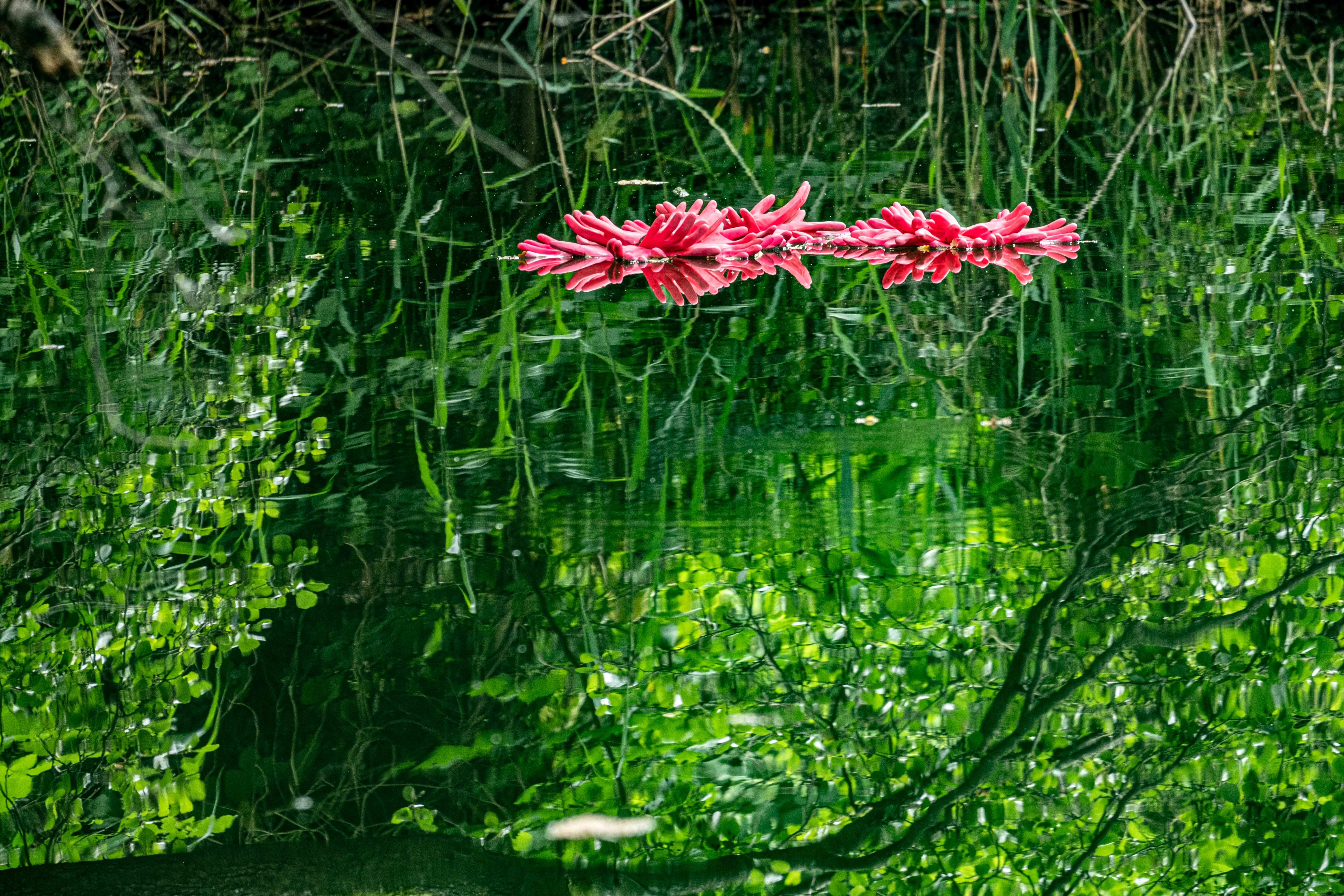 Fingerflowers-II