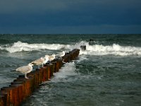 Zingst4