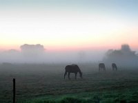 Pferdekoppel am Weg nach Volkse