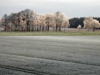 Wiese bei Seershausen-2