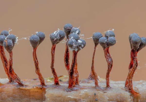 Myxomyceten-Schleimpilze