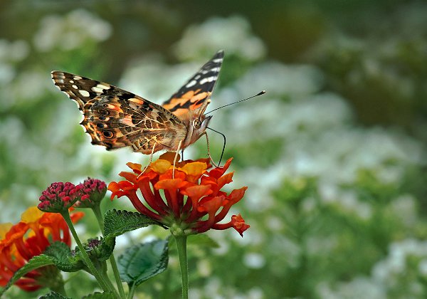 Schmetterlinge