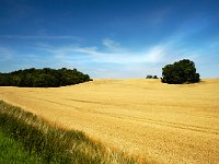 Getreidefeld auf Rügen