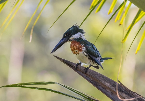 Vögel in Costa Rica
