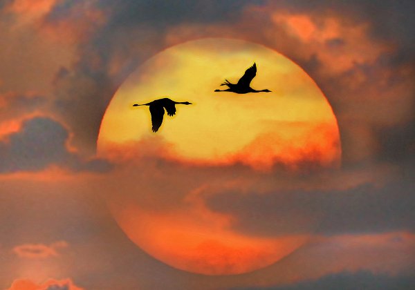 Vogelwelt
