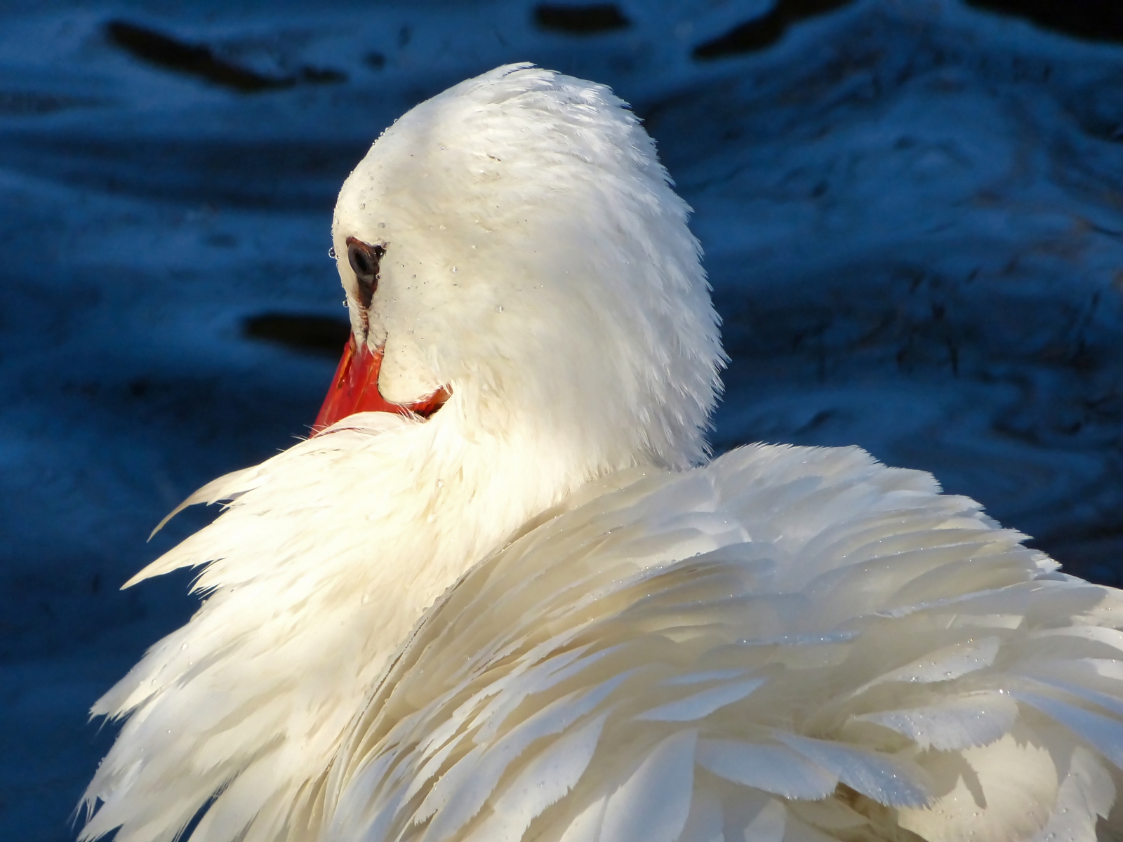 Klicken um die Schaltflächen zu zeigen oder zu verbergen
